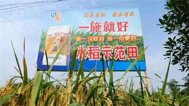 金沙澳门(中国)唯一官方网站九禾公司“一施就好”专用复合肥水稻试验示范喜获丰收